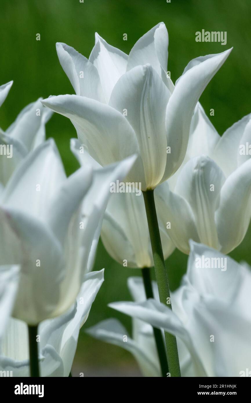 Lily-flowered Tulip 'White Triumphator', Tulipa 'White Triumphator', Goblet-shaped, Tulips White Tulip, Portrait Stock Photo