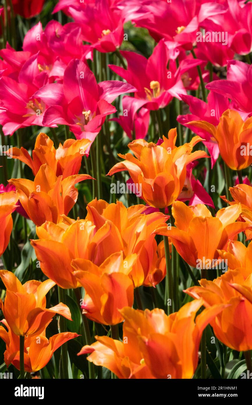 Tulipa ballerina tulipa mariette hires stock photography and images