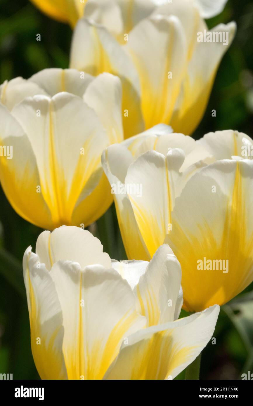 Triumph Tulip 'Lemon Chiffon' Tulipa, Yellow White Tulips, Tulipa 'Lemon Chiffon' White Yellow Tulips Beautiful cultivar Stock Photo