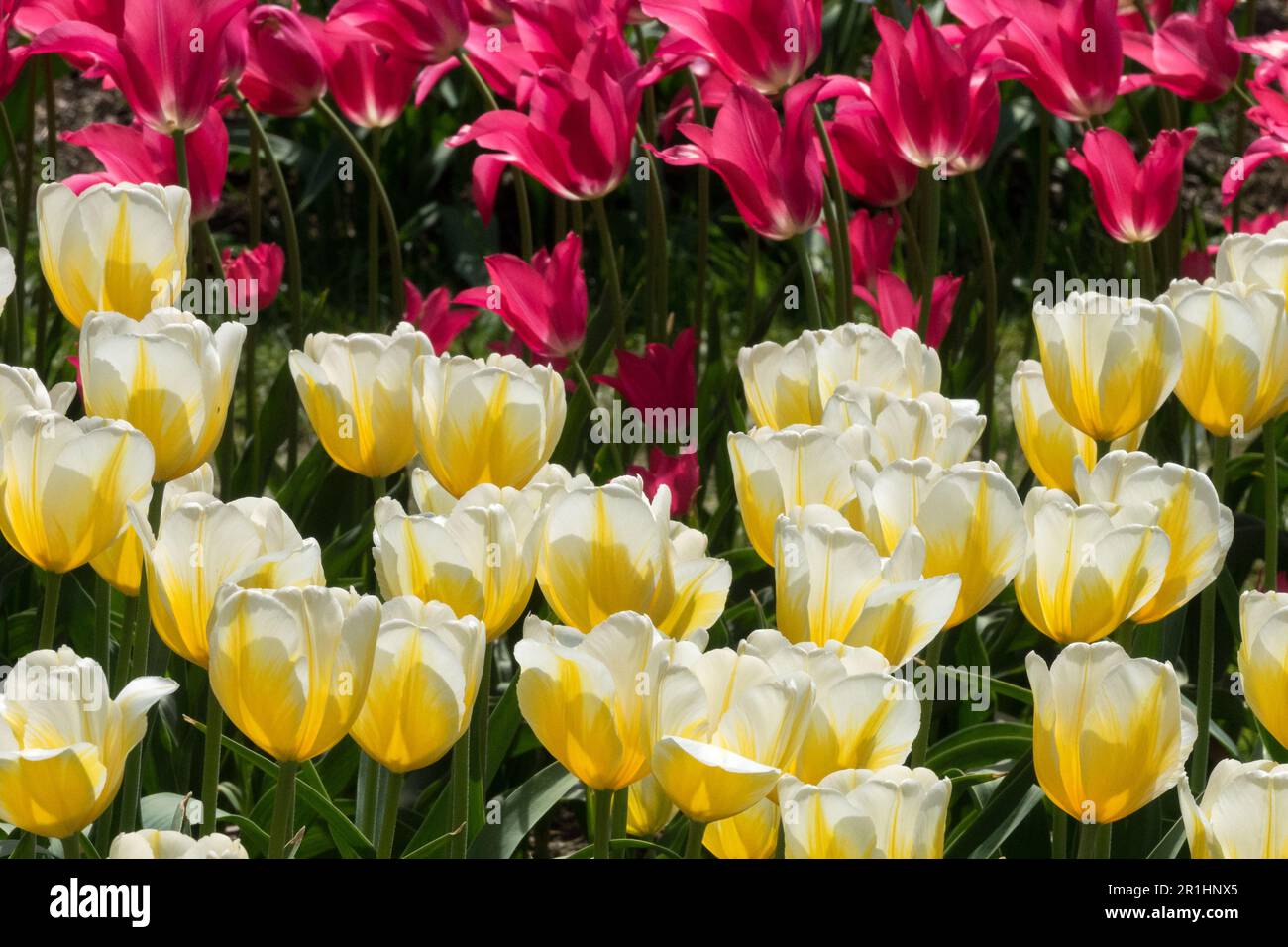 White Yellow Tulip 'Lemon Chiffon' Deep Rose Pink Tulip 'Mariette' Tulips Garden Display Flower Bed Mixed Flowers Group Triumph Blooming Flowerbed Stock Photo