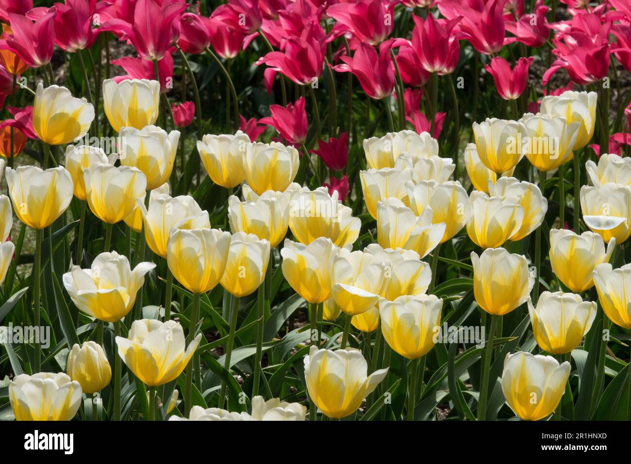 White, Yellow, Tulip 'Lemon Chiffon', Deep, Rose, Pink, 'Mariette', Tulips mixed colour flowerbed garden Spring May Stock Photo