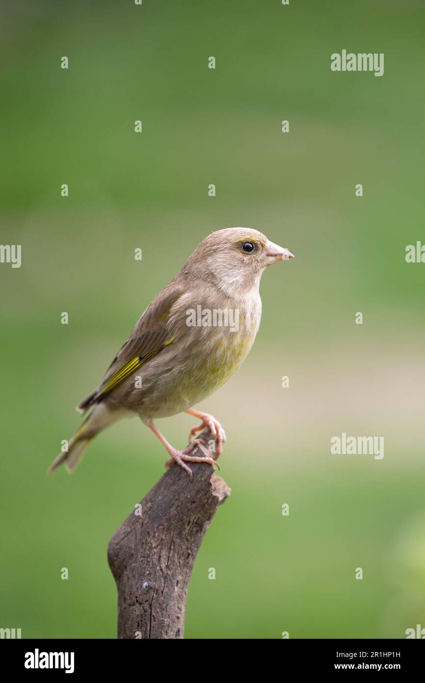 Adult female greenfinch (Chloris chloris) perched on the top of a branch - Yorkshire, UK (May 2023) Stock Photo