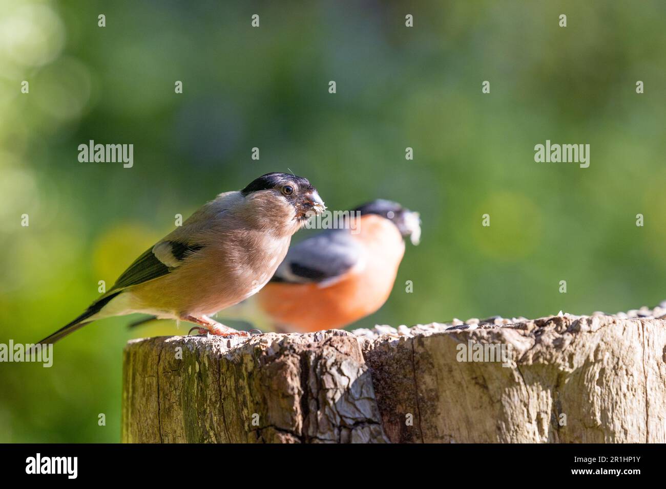 Adult female and adult male Eurasian Bullfinches (Pyrrhula pyrrhula) perched on a log - Yorkshire, UK (May 2023) Stock Photo