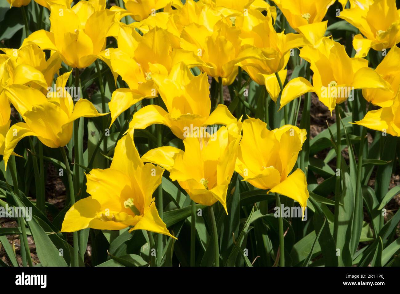 Yellow, Tulip 'La Perla', Tulipa, Blooming, Tulips Stock Photo