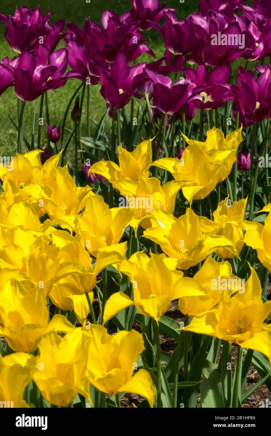 Yellow, Violet, Mixed, Tulips, Tulip 'La Perla', Tulipa 'Purple Dream', Garden, Flowerbed, Display Stock Photo