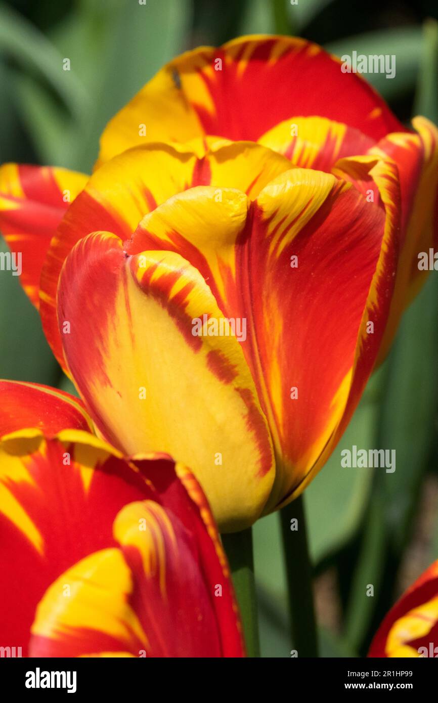 Tulip 'La Courtine',Tulipa 'La Courtine', Red Yellow, Single Late, Cultivar Portrait flower Stock Photo