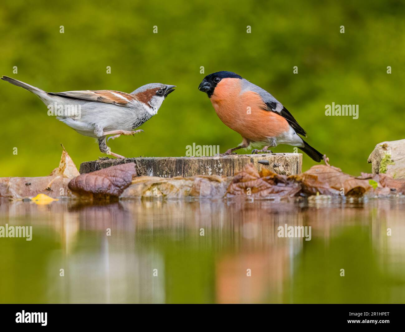 Aberystwyth, Ceredigion, Wales, UK. 14th May, 2023. A pair of bullfinches are feeding close to the edge of a garden pool. A male sparrow has scared the female off and then approaches the male bullfinch who also makes a quick escape. Credit: Phil Jones/Alamy Live News Stock Photo