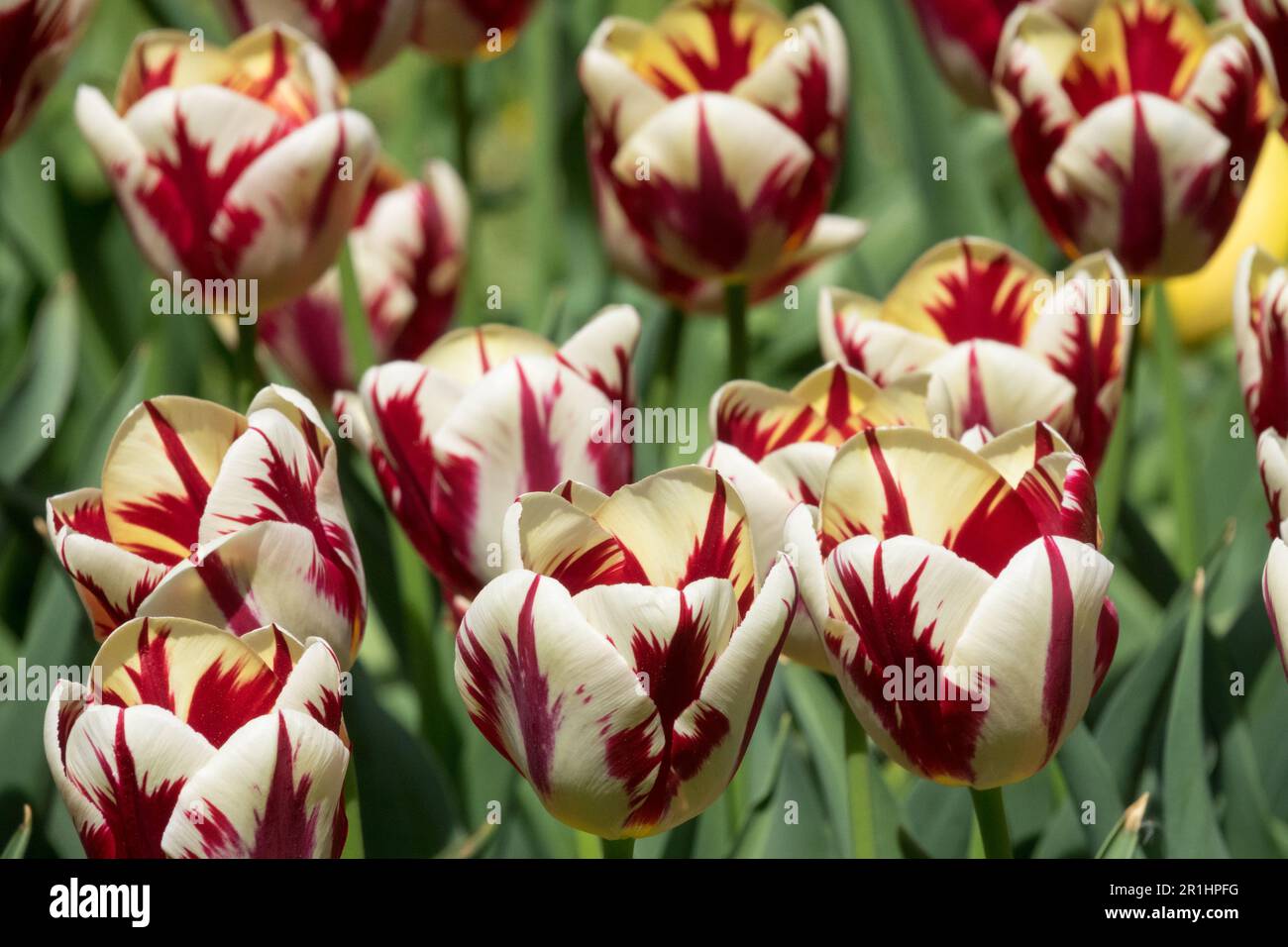 Full bloom,"World Expression" Tulips, Flaming, Single Late, Tulipa "World Expression", Group, Flowering, Blooms Stock Photo