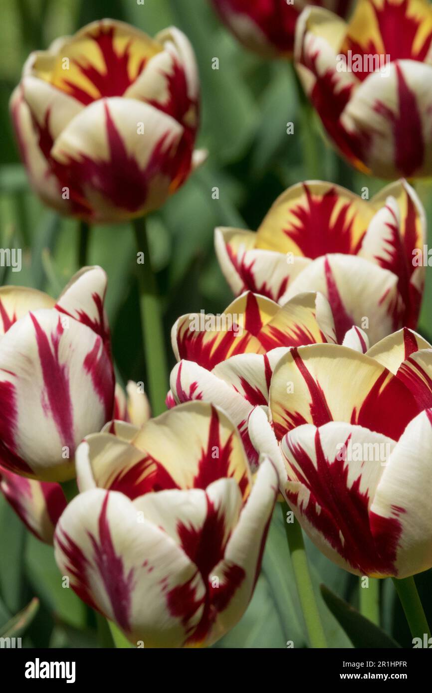 Tulips, Single Late, Tulip 'World Expression', White, Red, Cream, Cultivar Garden Stock Photo