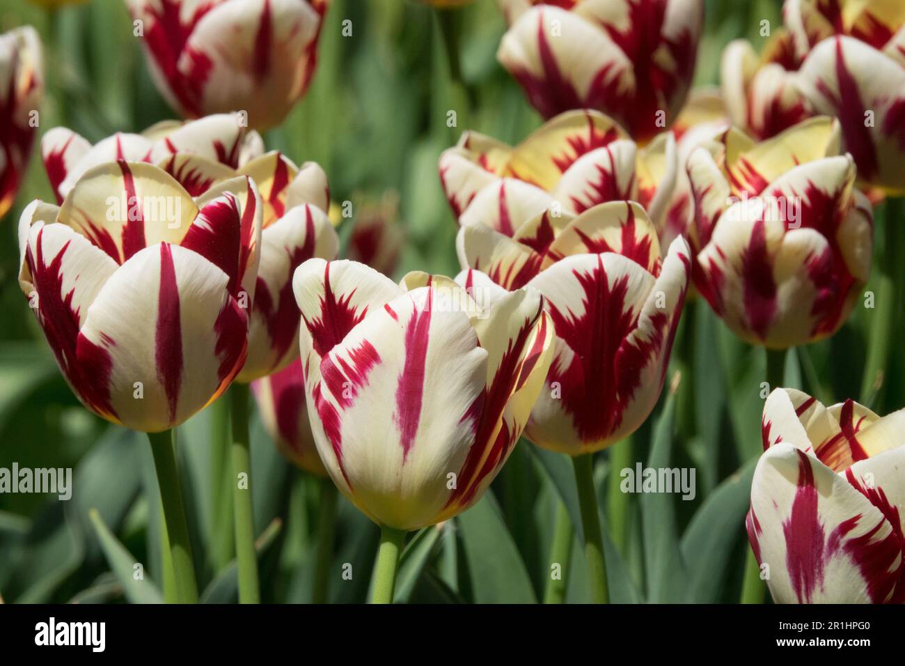 Tulipa 'World Expression', Tulips, Single Late Tulip Stock Photo