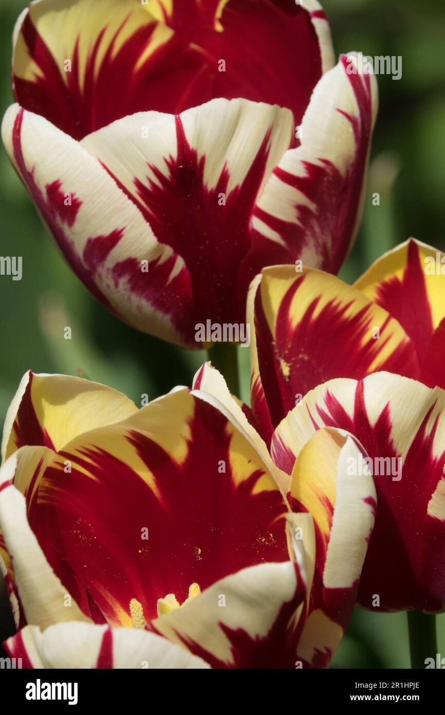 Flaming Tulips 'World Expression' Beautiful, Tulip, White Red, Cultivar Stock Photo