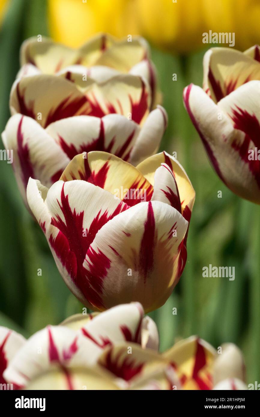 Tulips, Group, Single Late, Tulip 'World Expression', White, Red, Cream, Cultivar Stock Photo