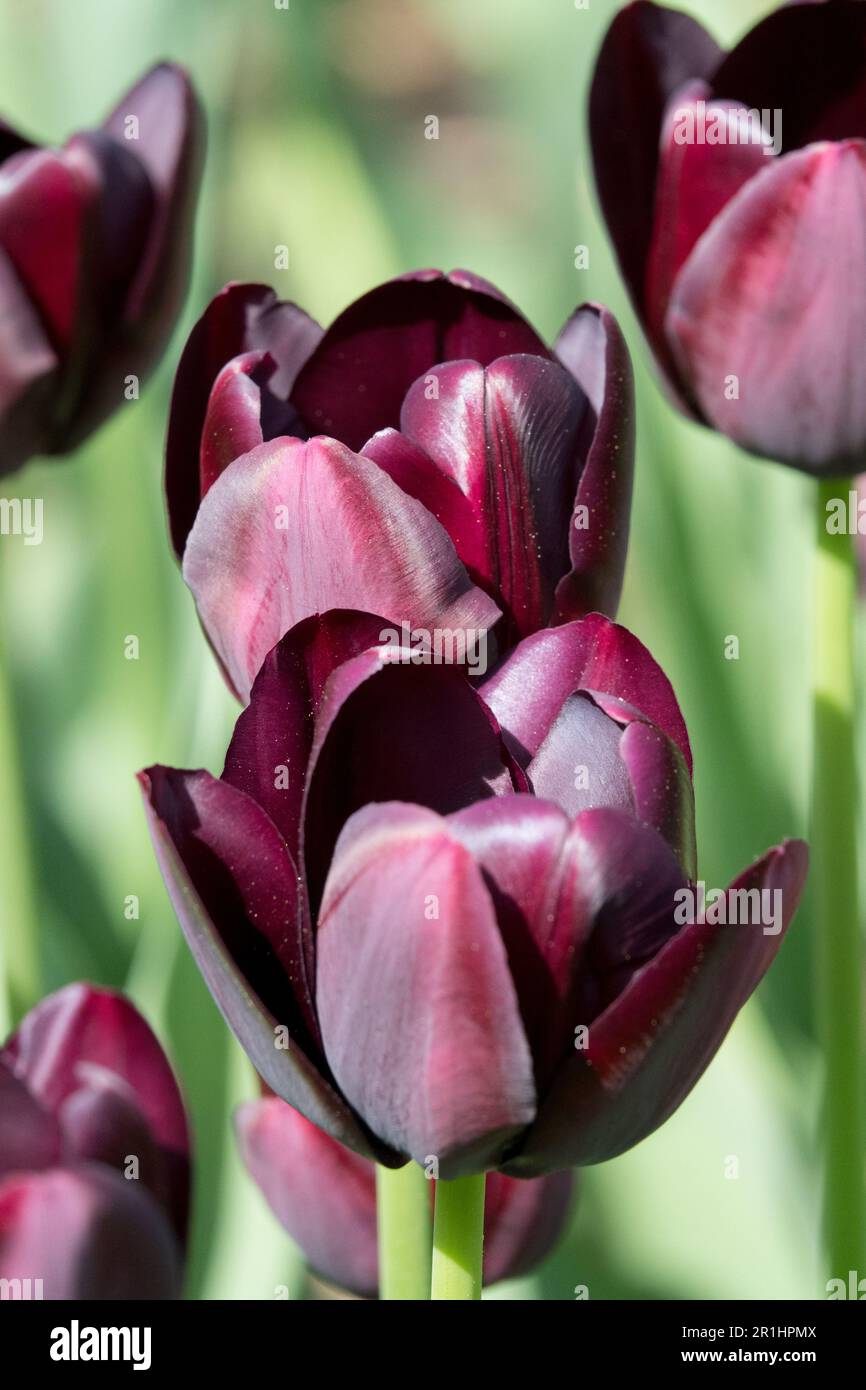 Tulip 'Queen of Night' Tulipa Stock Photo