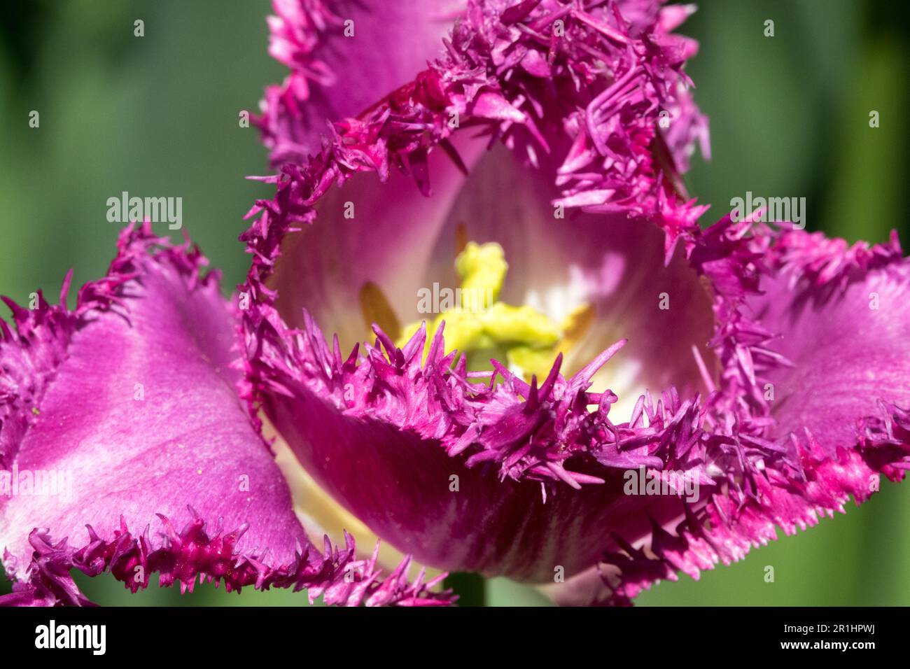 Bright, Purple, Pink, Tulip, Flower, Close up, Bloom, Fringed, Tulipa "Eyelash", Stigma Stock Photo