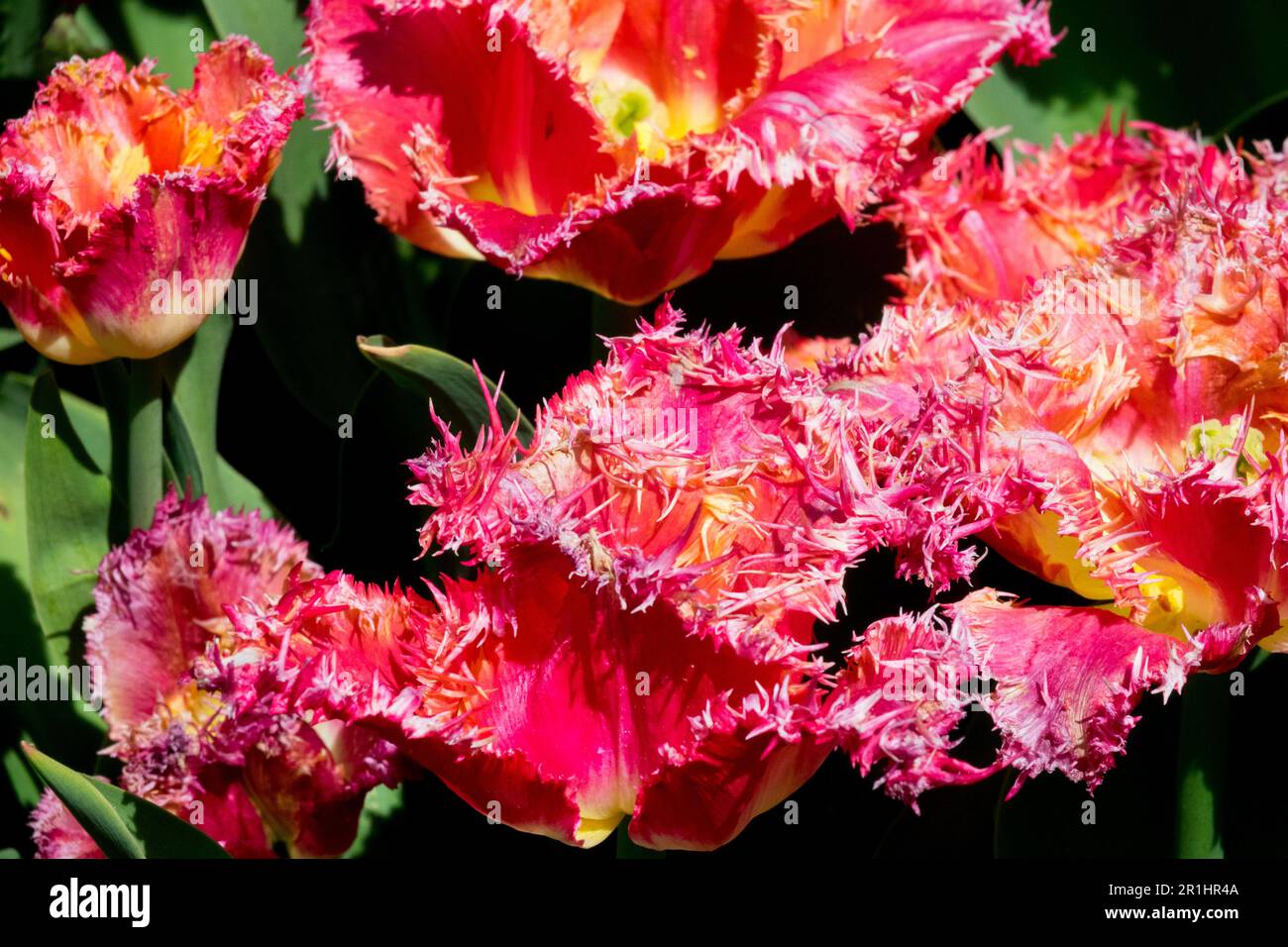 Fringed Tulip 'Joint Division' Tulipa Fringed Tulips Bright Red Stock Photo