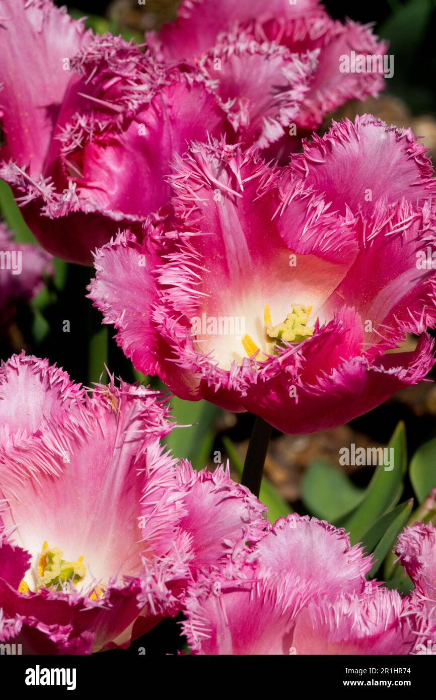 Crispa Tulip 'Fancy Frills' Tulipa, Fringed Tulip, Pink Flowering, Tulips Stock Photo