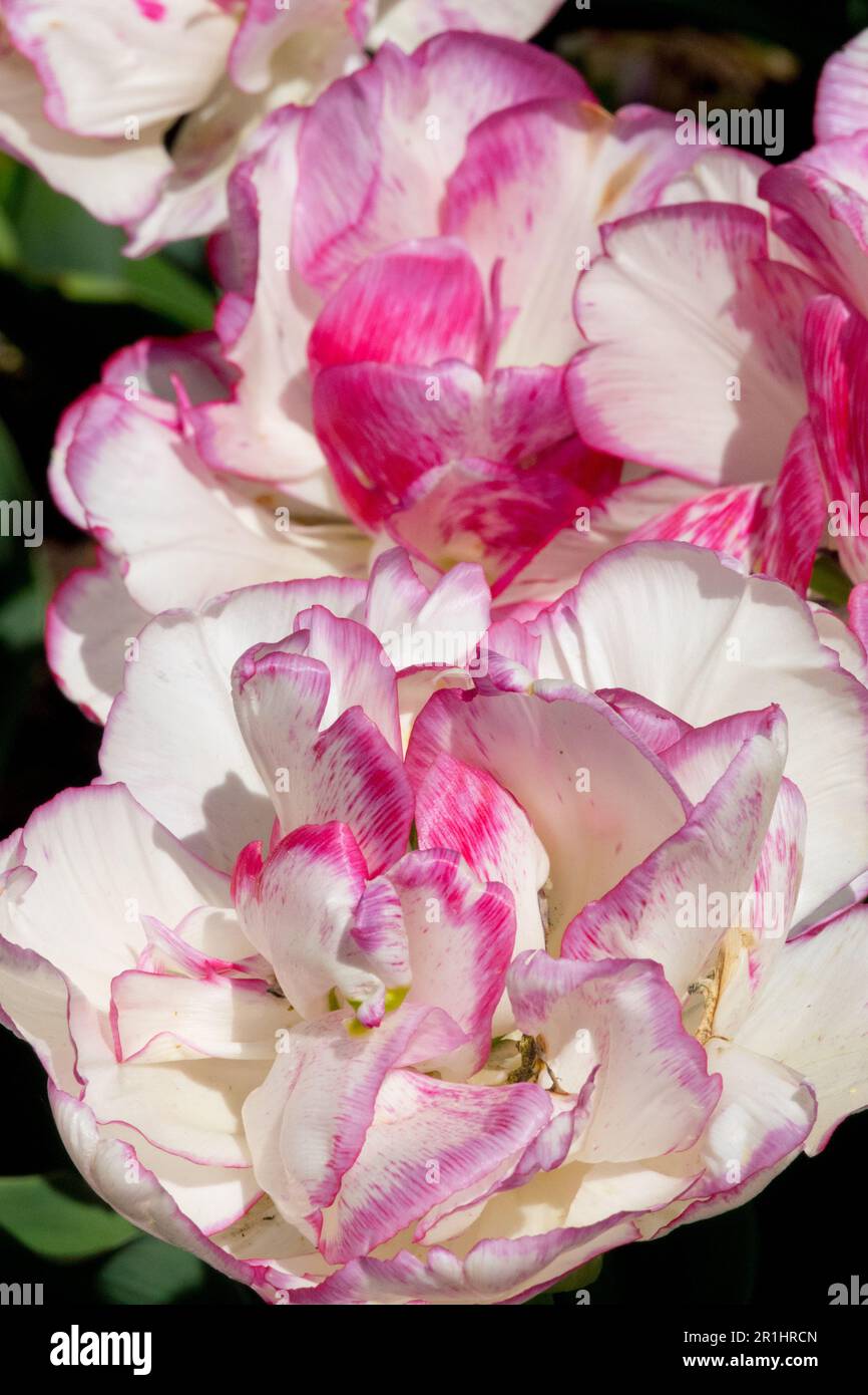 Tulipa 'Belicia' Tulip, Double Early, Pink, White Stock Photo