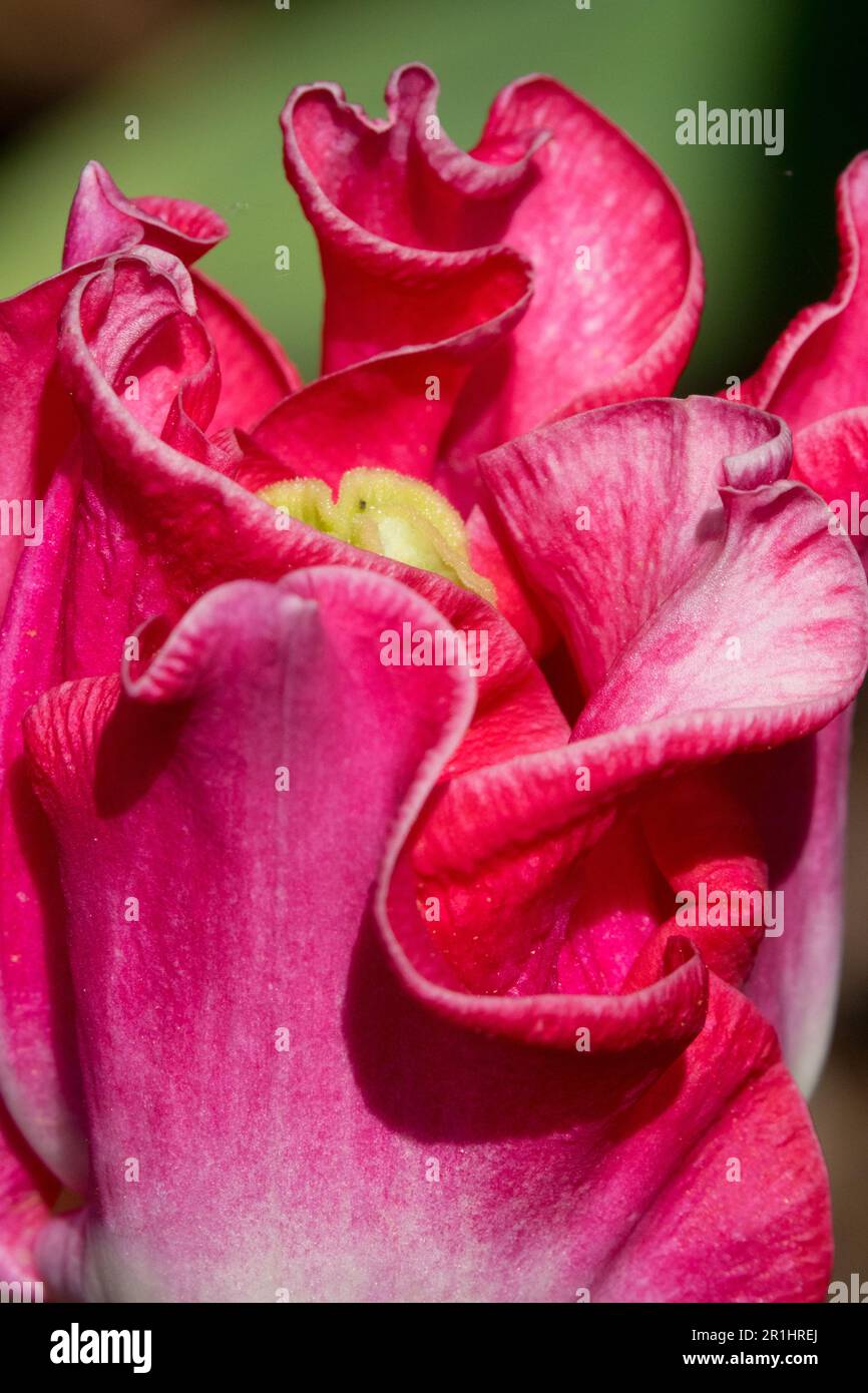 Bright Red, Coronet Tulip, Tulipa 'Crown of Dynasty', Close up, Tulip 'Crown of Dynasty', Portrait Stock Photo