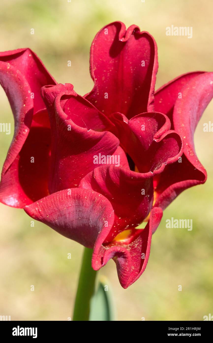 Tulip 'Red Dress' Tulipa, Coronet Tulip Stock Photo