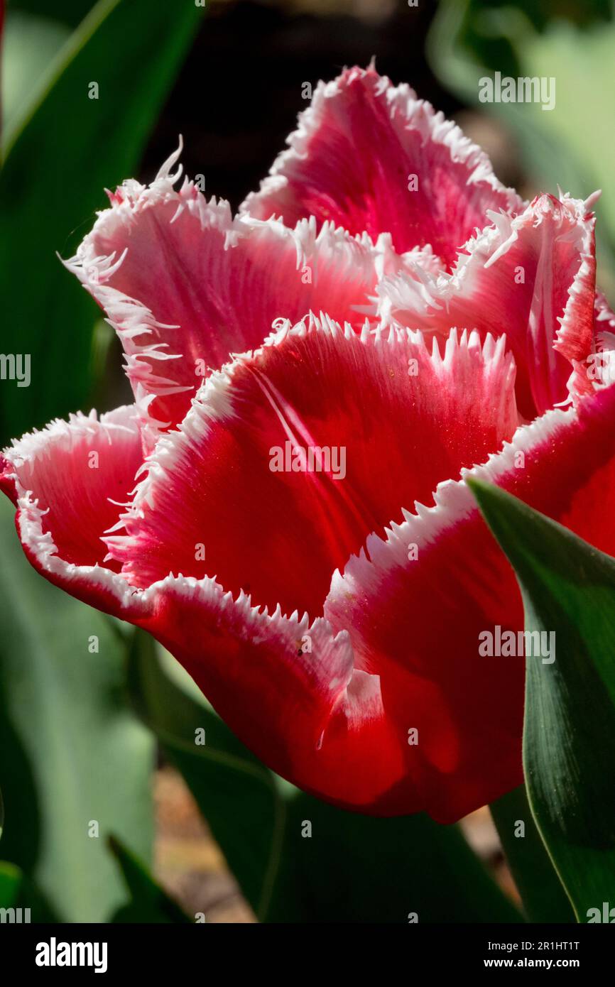 Red Tulip 'Canasta' Tulipa Fringed Tulip Red white lined edges flower Stock Photo