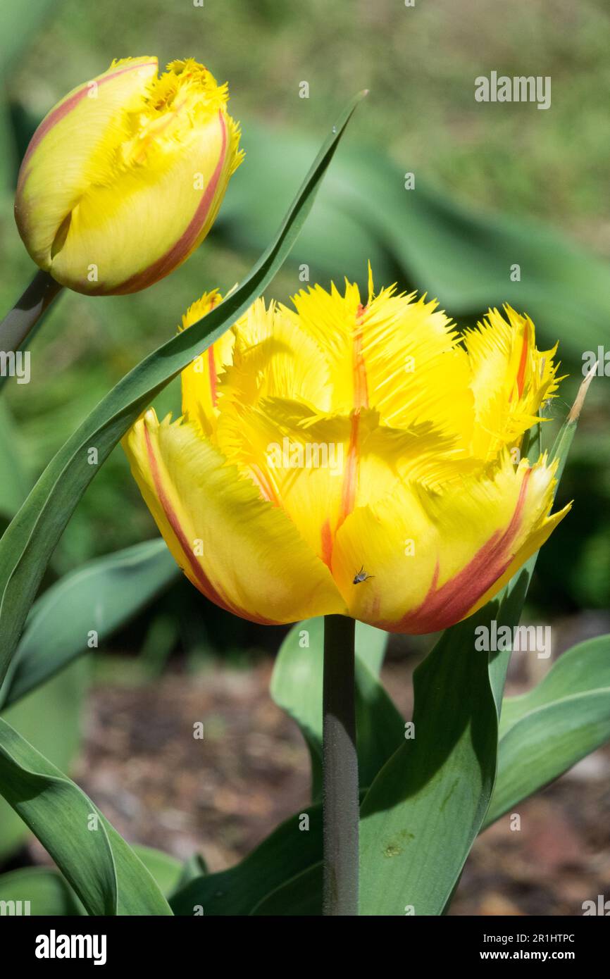 Fringed Tulip, Yellow Tulipa "Carrousel", Opened, Flower, Cultivar Stock Photo