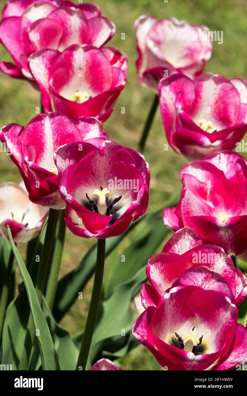 Pink, White, Bloom, Tulip, Cultivar Garden Stock Photo