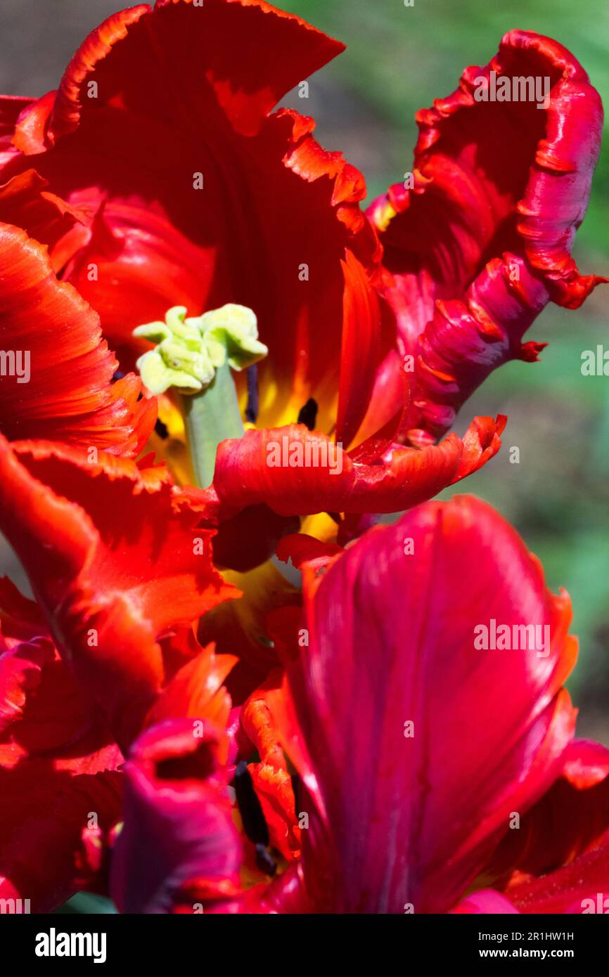 Opened, Parrot tulip 'Rococo', Red Tulip, Tulipa 'Rococo', Open, Flower, Cultivar Stock Photo