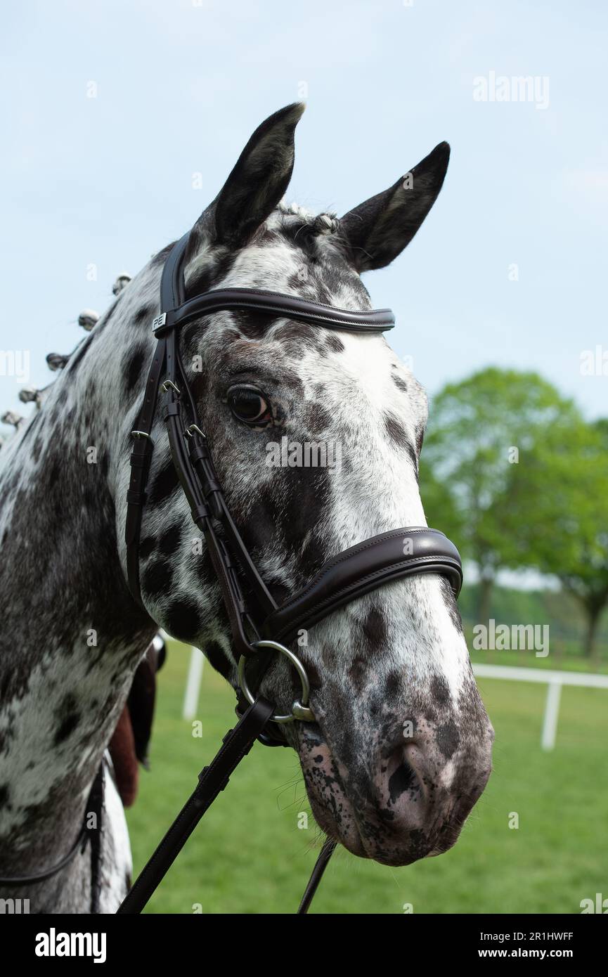 The Appaloosa horse - Royal Horse