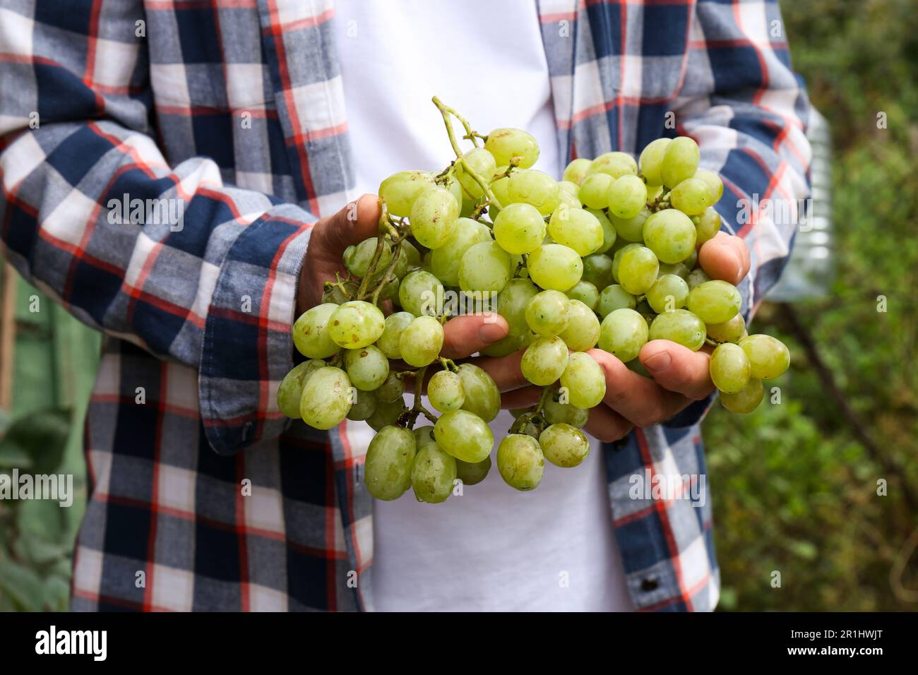 Farmer growing organic grapes farm hi-res stock photography and images ...