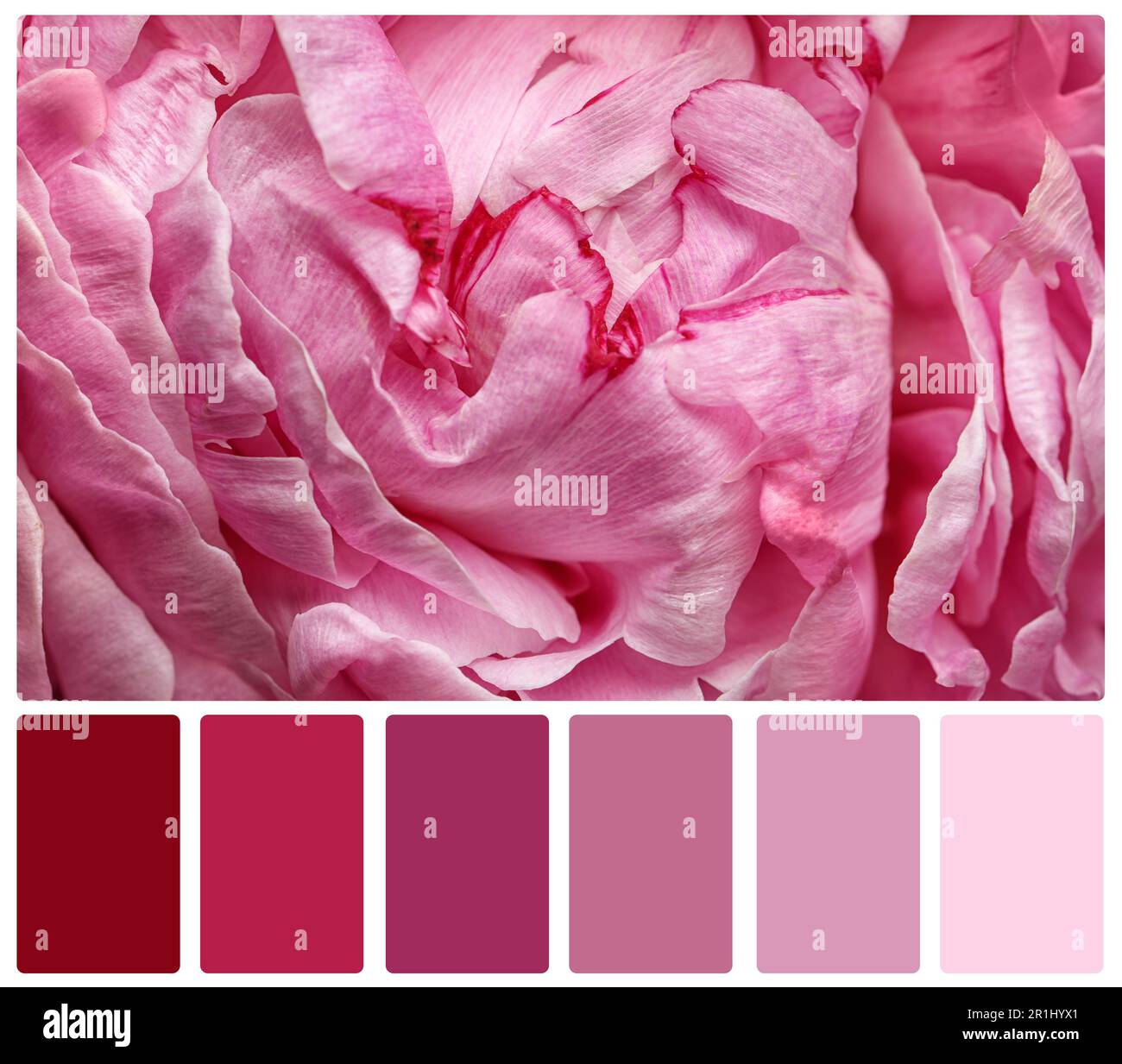 Pink Palette Collage Pink Palette Collage