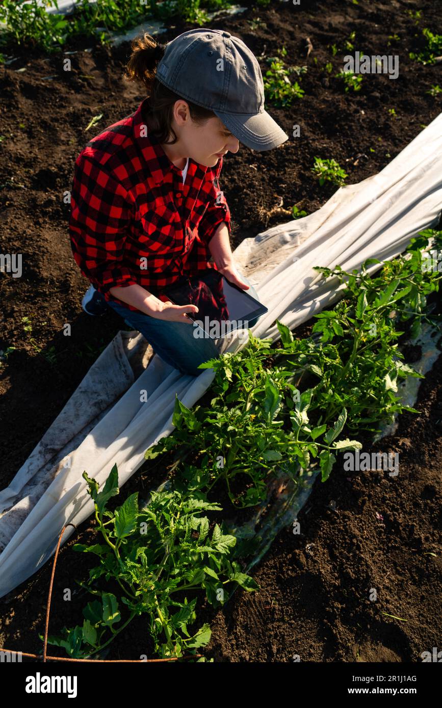 A woman farmer with digital tablet on a tomato field. Smart farming and digital transformation in agriculture. High quality photo Stock Photo