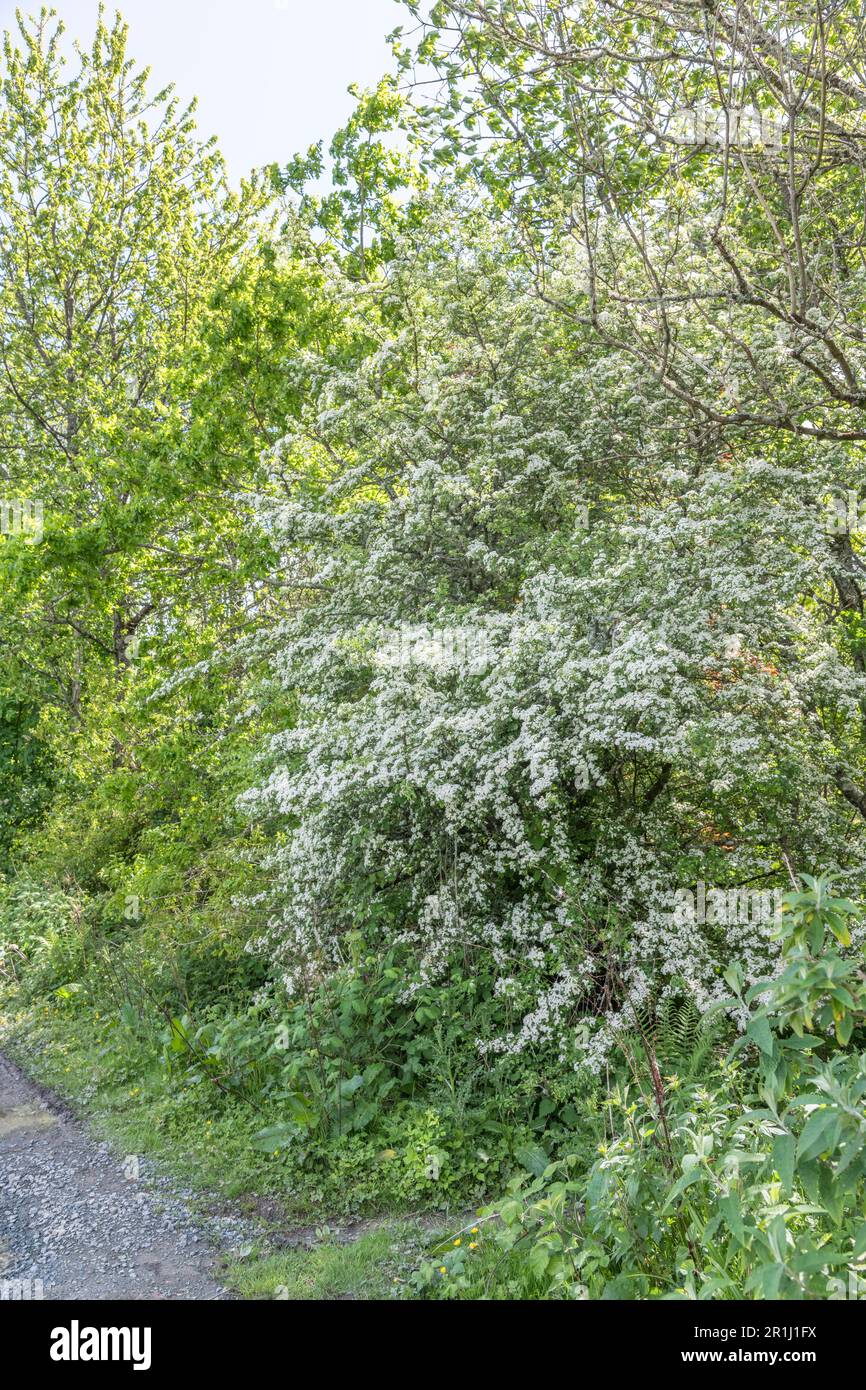 Flowering Hawthorn / Crataegus monogyna tree in country hedgerow. Hawthorn  was once used in herbal cures and is part of traditional medicines Stock  Photo - Alamy