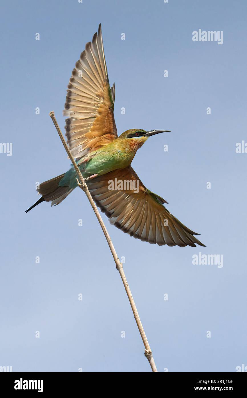 The blue-tailed bee eater is pictured in mid-flight, soaring through the clear blue sky Stock Photo