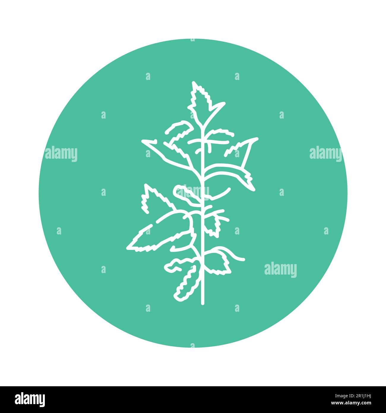 Nettle urtica illustration Stock Vector Images - Alamy