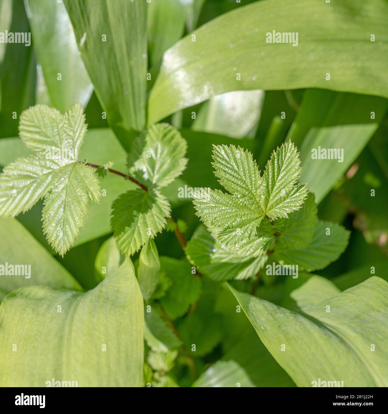 Some young leaves of Meadowsweet / Filipendula ulmaria (central picture). Surrounding leaves belong to wild garlic. M/sweet once used in herbal cures. Stock Photo