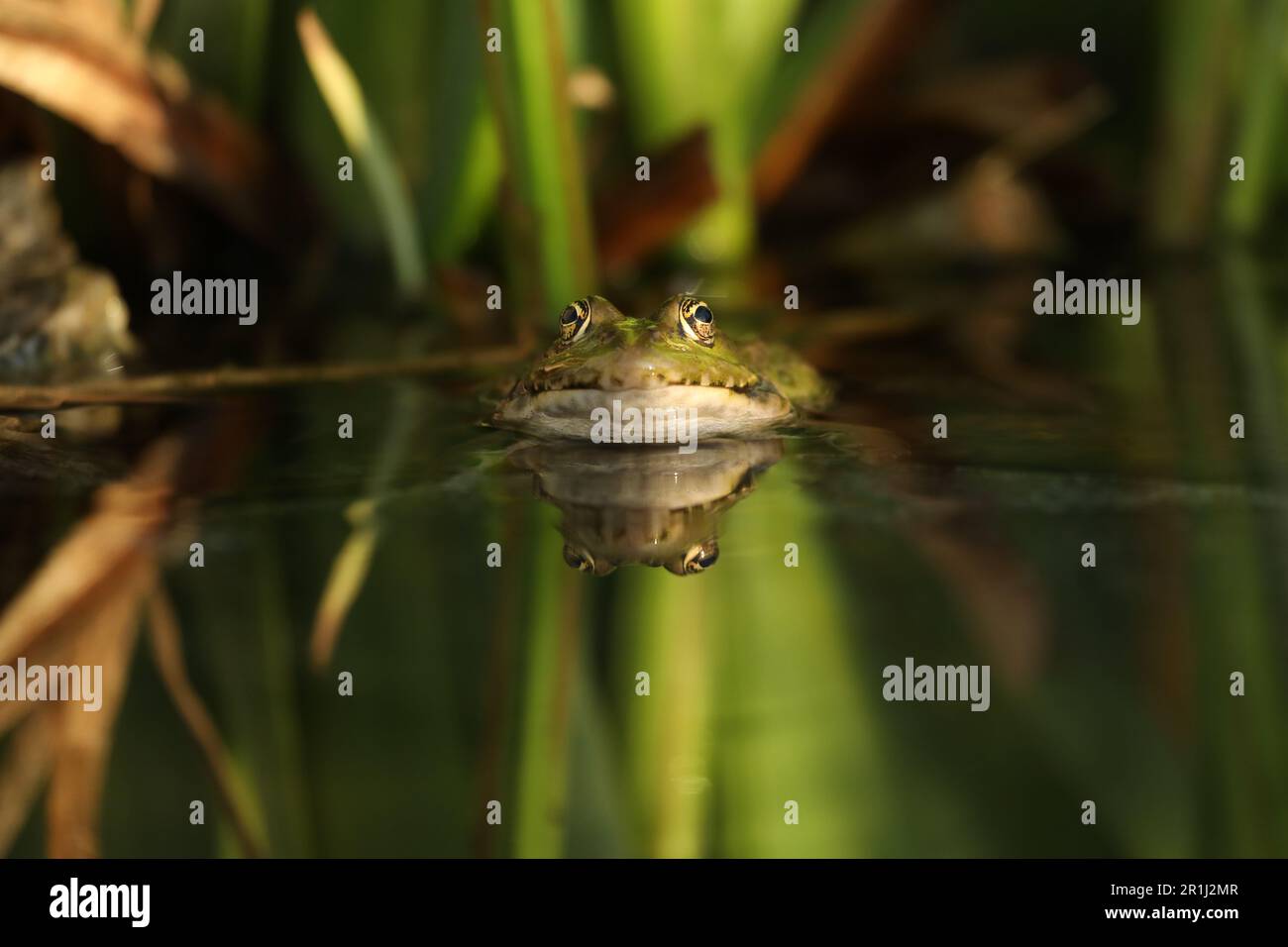 Green edible frog in the water with grass Stock Photo