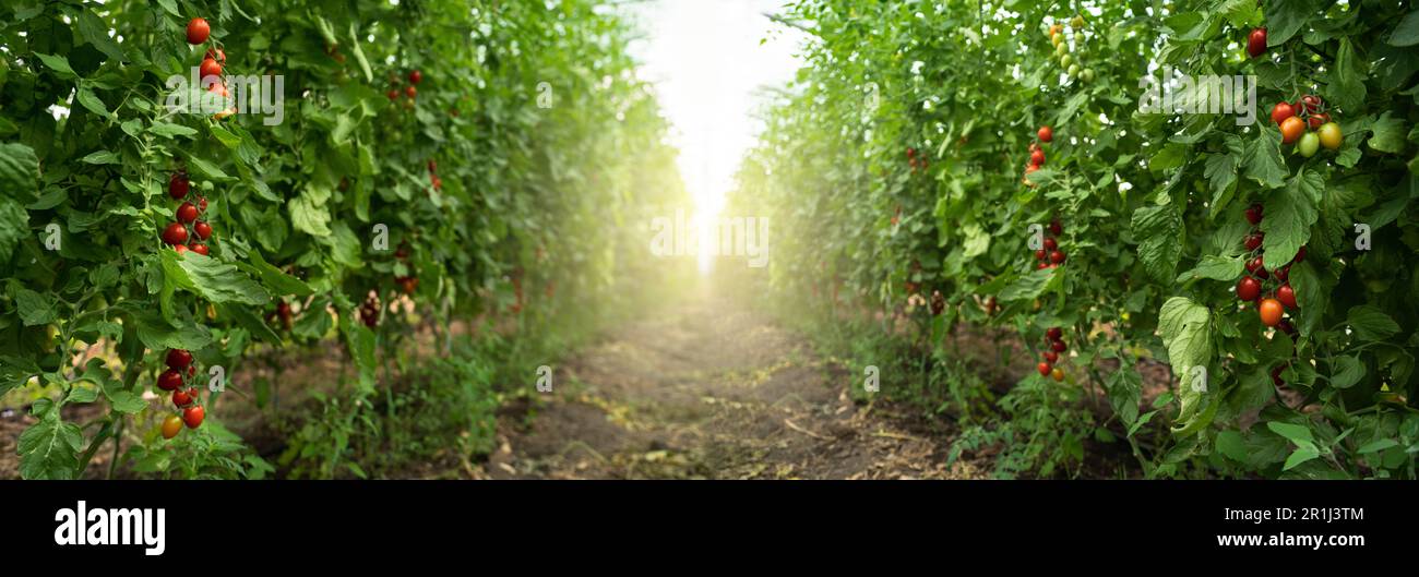 Greenhouse with cherry tomatoes. Organic farm. High quality photo Stock Photo