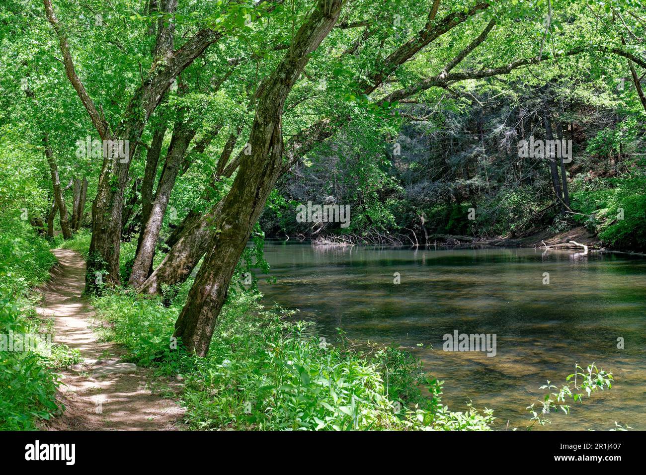 Rustic trail along the calm flowing river surrounded by thick green vegetation and trees in a forest on a sunny day in springtime Stock Photo