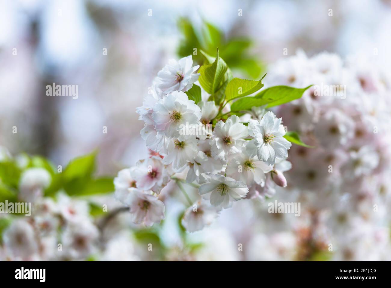 White and pale pink cherry blossoms and leaves of the Japanese cherry