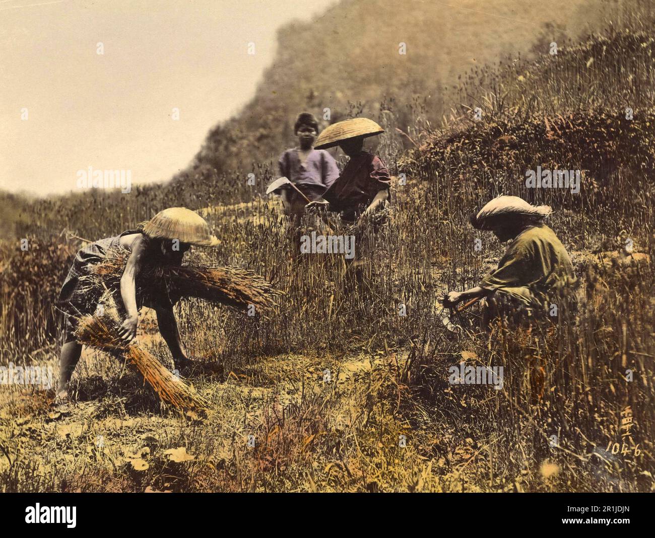 Agriculture, wheat harvest in Japan in 1860, Historical, digitally