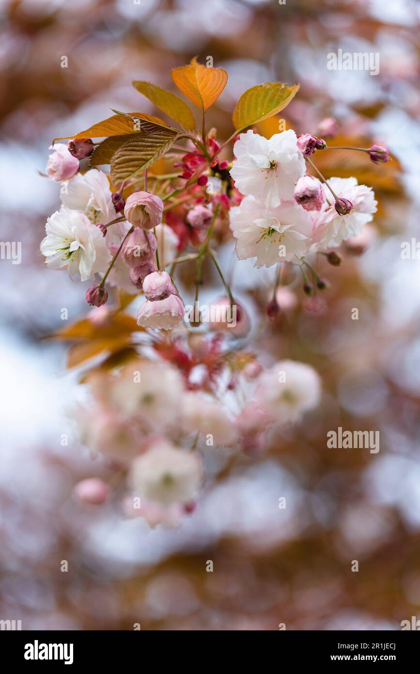 Water drops and dew on pink cherry blossoms and leaves of Japanese cherry tree from the fog on a morning in spring, Bavaria, Germany Stock Photo