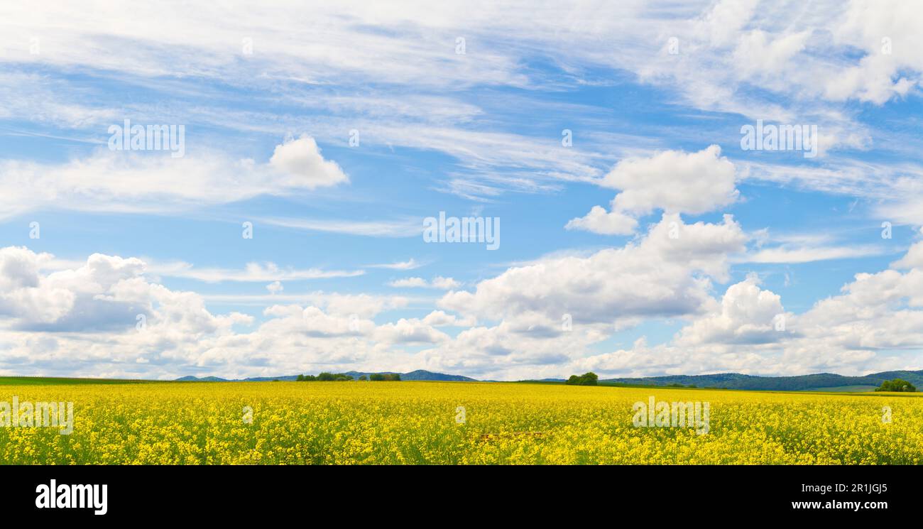 Large panorama of beautiful blue sky with white clous and field with yellow flowers in the foreground Stock Photo