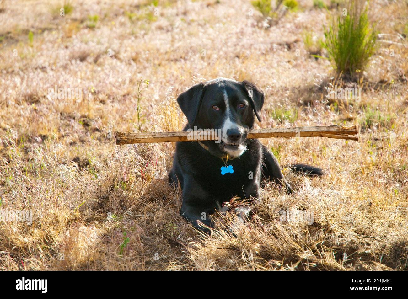 Mixed collie and lab playing with stick. Oregon. Stock Photo