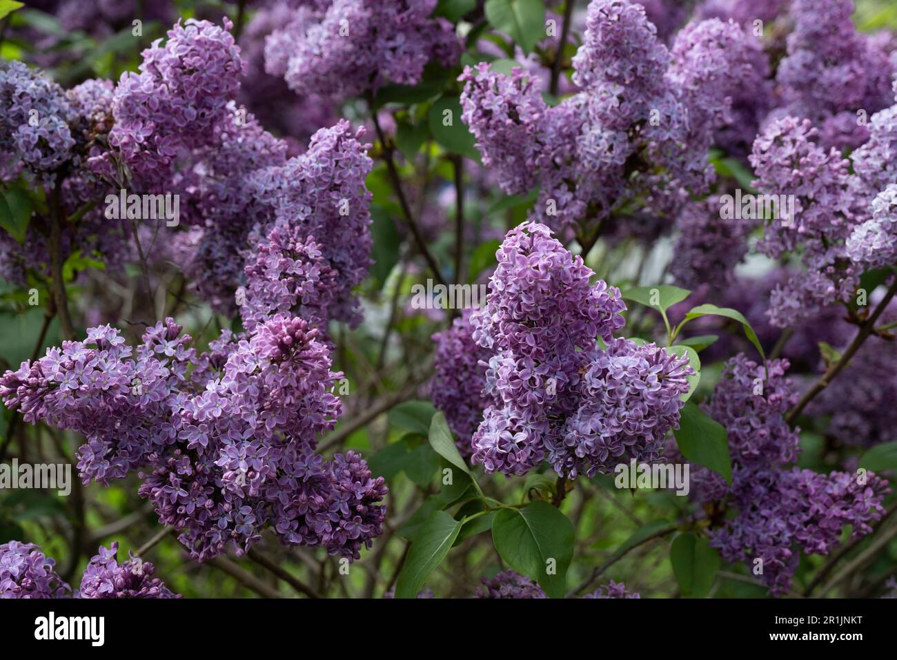 Purple lilac scented spring flowers of the Syringa vulgaris Stock Photo ...