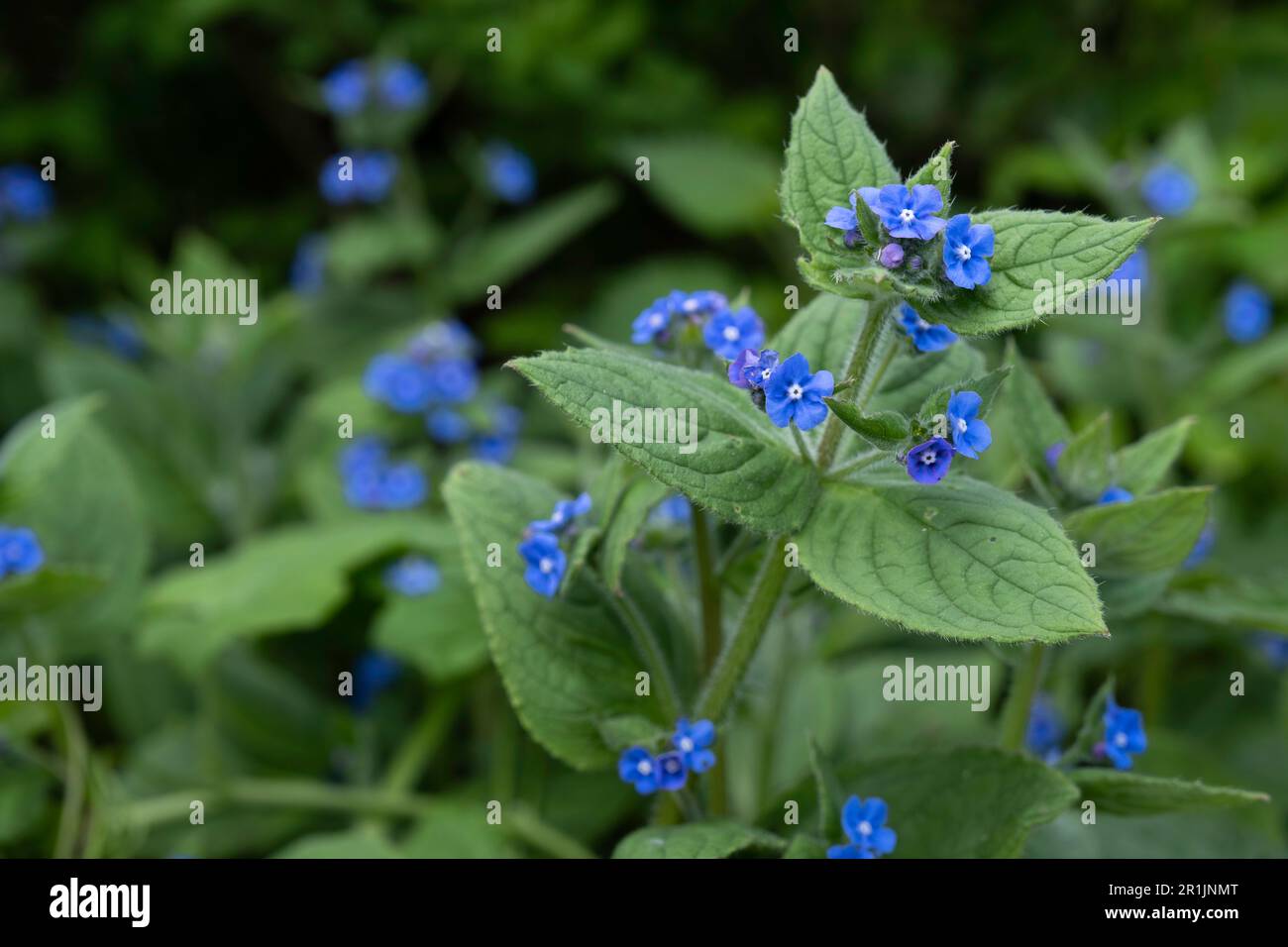 Blue flowers of the comfrey or Symphytum officinale plant in a garden Stock Photo