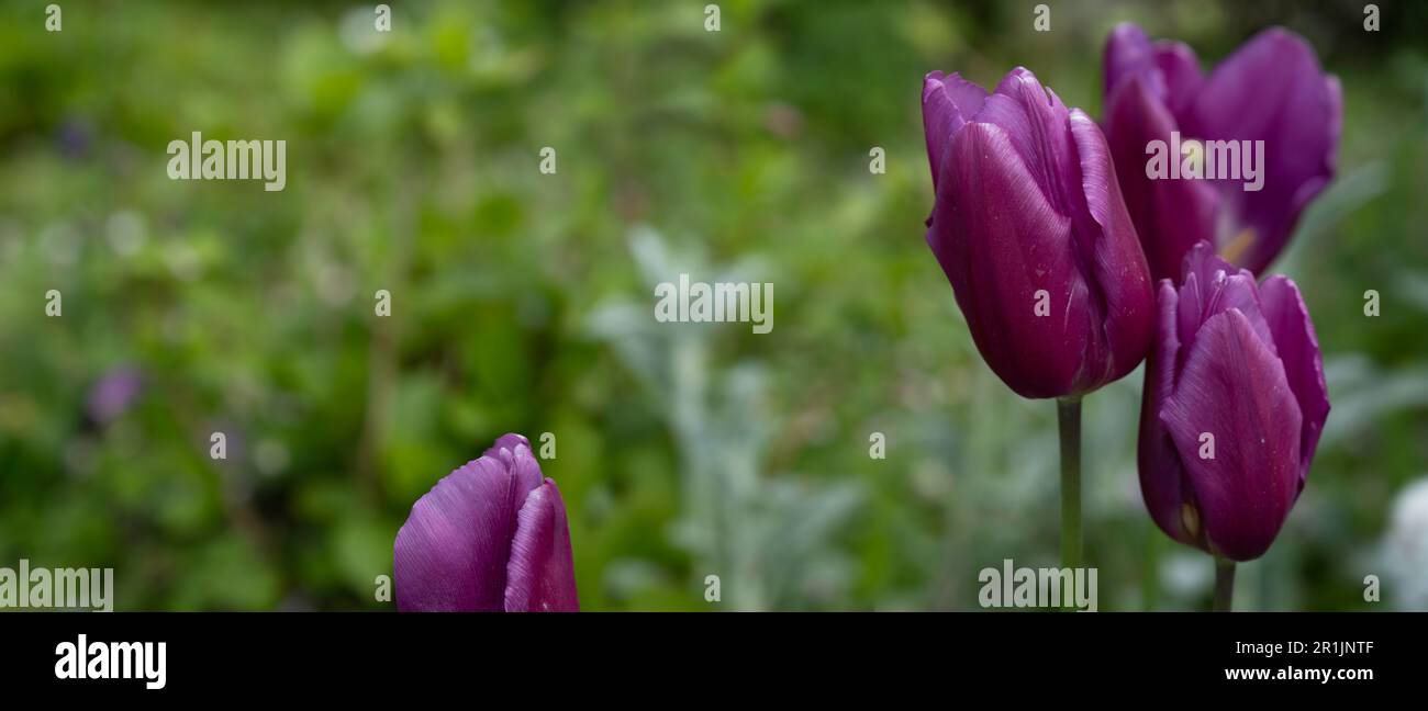 Some purple tulips in a field with green blurred background. Widescreen image, copy space Stock Photo