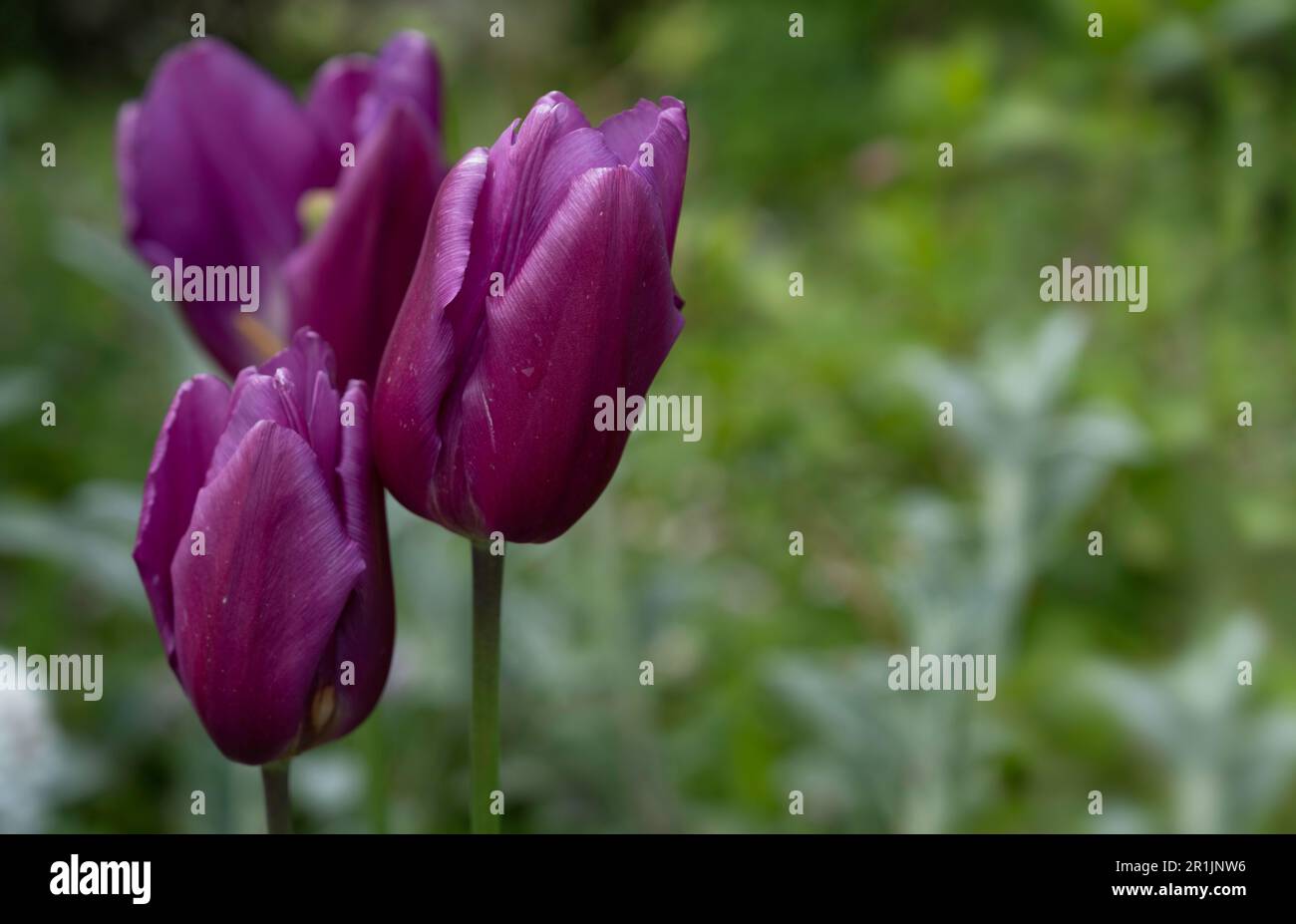 Some purple tulips in a field with green blurred background Stock Photo