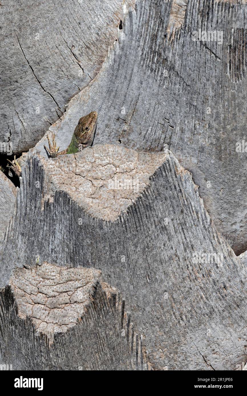 An Italian Green Wall Lizard peeks out from a safe crevice Stock Photo