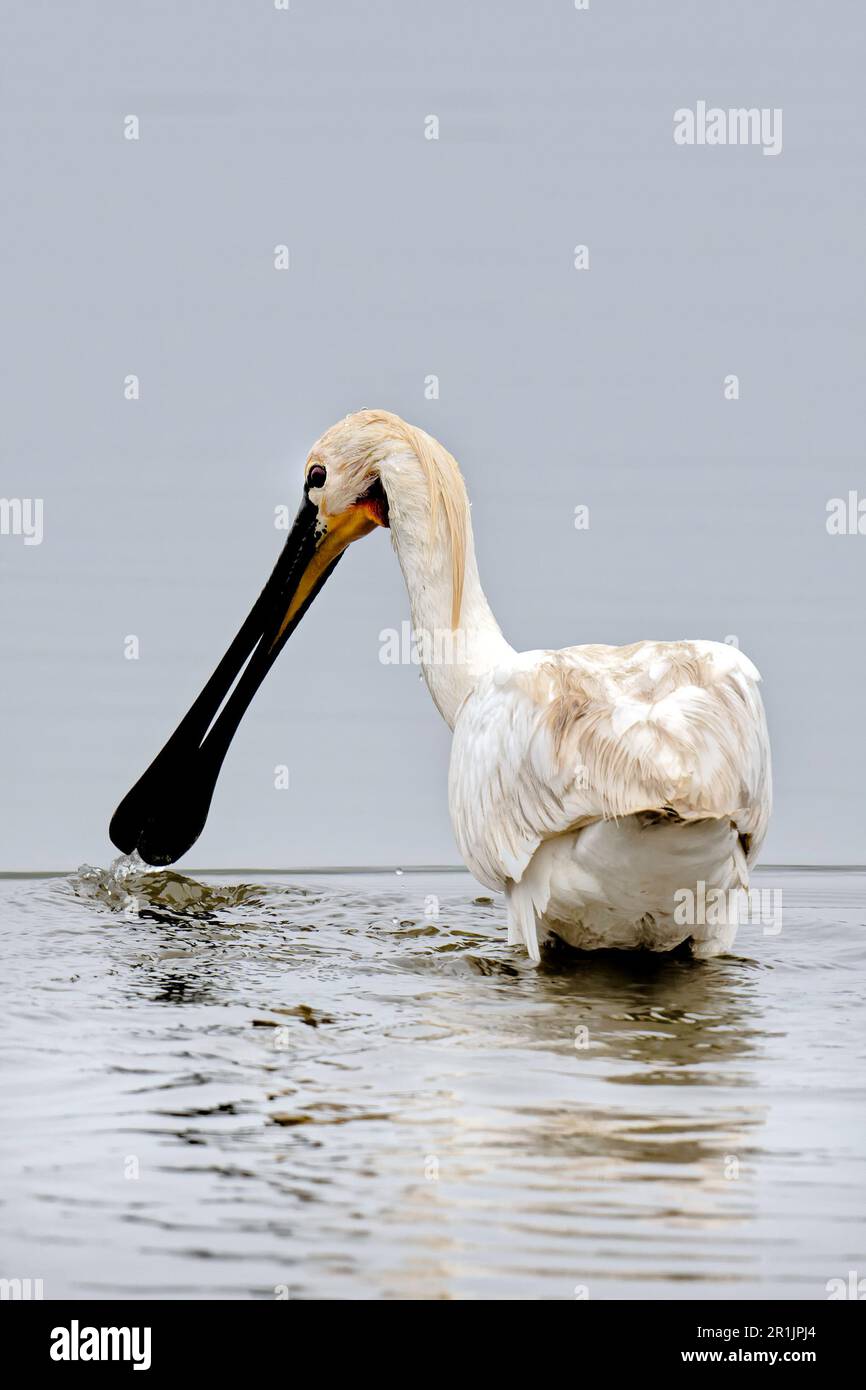 Spoonbill at Titchwell Marsh Stock Photo
