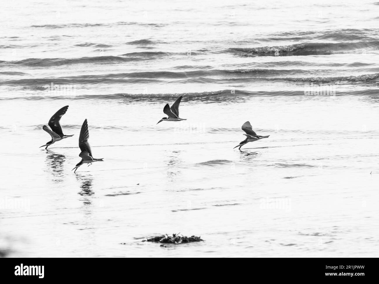 Skimmer water bird Black and White Stock Photos & Images - Alamy